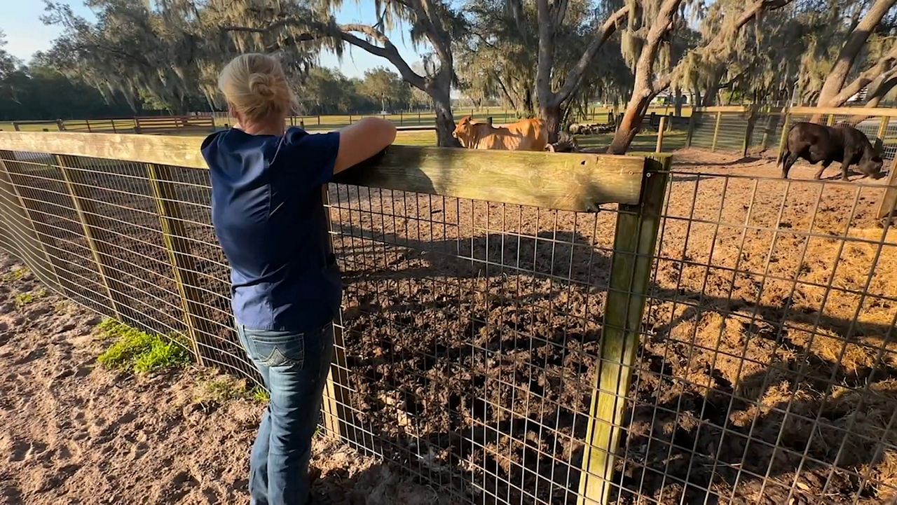 Largeanimal veterinary shortage straining local practices